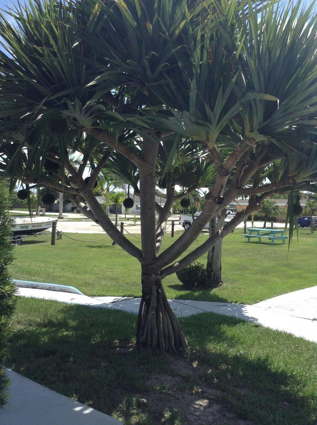 Dockside Inn&Resort Fort Pierce Exterior foto